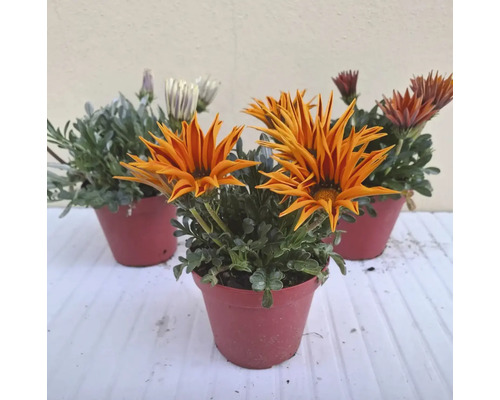 Gazania en pot