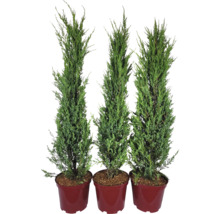 Trois cyprès de колонна en pots