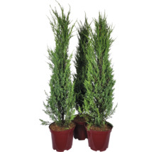 Trois plantes en pot, cyprès