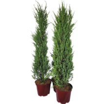 Deux cyprès colonnaires dans des pots de fleurs