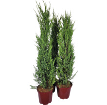 Trois cyprès verts en colonne dans des pots.