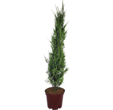 Cyprès en pot