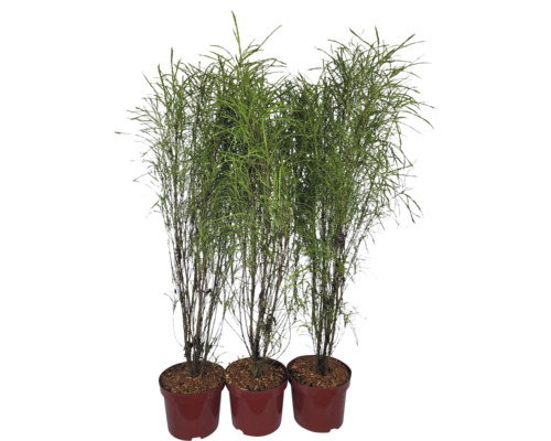 Trois plantes de roseaux en pot