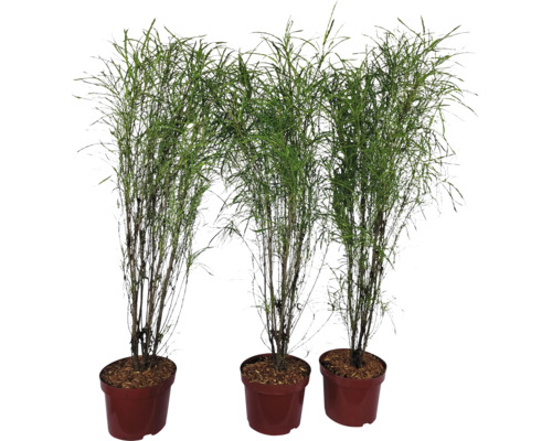 Trois plants de bambou élancés en pots