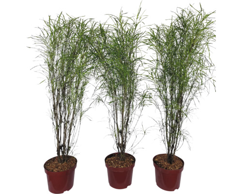 Trois graminées ornementales en pot pour l''intérieur et l''extérieur