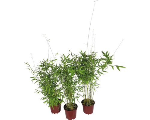 Trois plants de bambou en pot