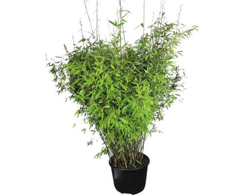 Bambuspflanze im Topf