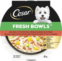 Cesar Fresh Bowls Hundenahrung mit Geflügel, rotem Reis, grünen Bohnen und Kürbis in 85 Gramm Schale