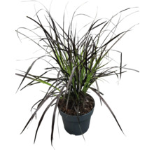 Plant de graminées en pot