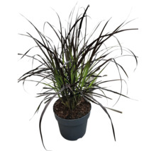 Herbe ornementale noire en pot