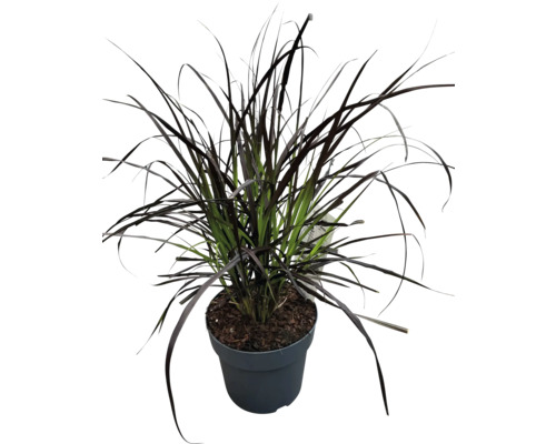 Schwarzes Ziergras im Topf