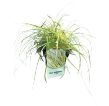 Japan-Segge Carex hachijoensis im Topf