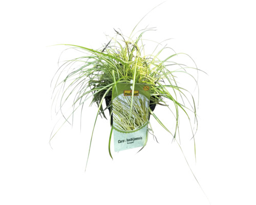 Japan-Segge Carex hachijoensis im Topf