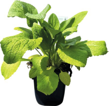 Sauge en pot