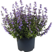 Cataire en pot