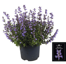 Népéta ''Purrsian Blue'' en pot
