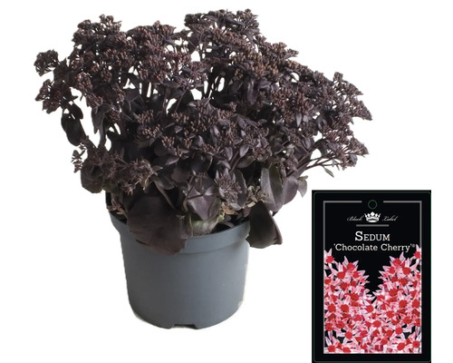 Orpin ''Chocolate Cherry'' en pot avec étiquette de plante