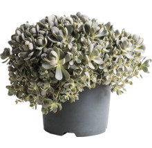 Plante grasse en pot