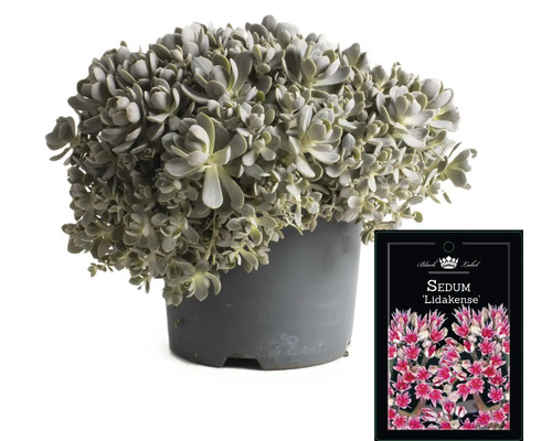 Orpin ''Lidakense'' dans un pot