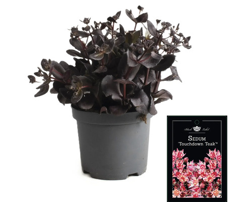 Orpin ''Touchdown Teak'' en pot avec étiquette de la plante