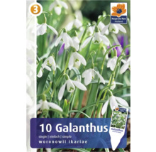 Verpackung mit 10 Galanthus Woronowii Ikariae Schneeglöckchen
