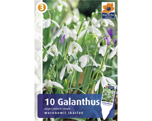 Paquet de 10 perce-neige Galanthus Woronowii Ikariae
