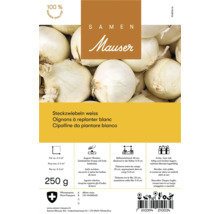 Bulbes de fleurs Mauser, oignons à repiquer blancs, 250 grammes