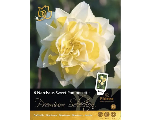 Packung mit 6 Narzissen Sweet Pomponette, gefüllte Sorte
