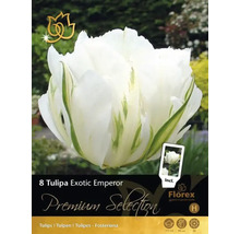 Emballage bulbes de tulipes Exotic Emperor