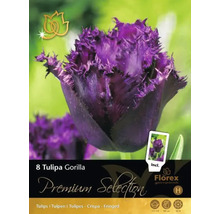 Tulipa Gorilla Blumenzwiebelpackung mit lila, gefransten Tulpen