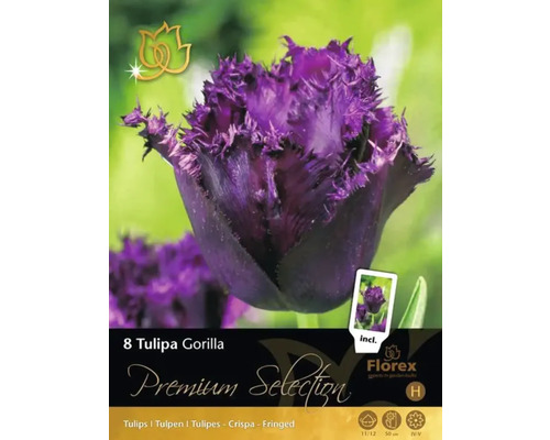 Paquet de bulbes de tulipes Tulipa Gorilla avec des tulipes violettes et frangées