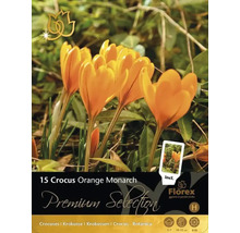 Packung Krokusse Orange Monarch mit 15 Zwiebeln