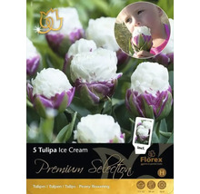 Paquet de cinq bulbes de tulipes Ice Cream