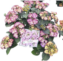 Hortensia Tiffany Purple en pot avec des fleurs violettes et blanches