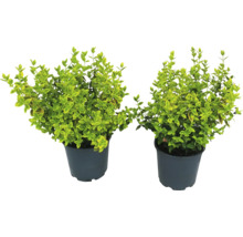 Deux plantes de troène en pot
