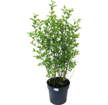 Plante en pot