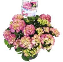 Hortensia rose en pot