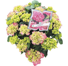 Hortensia Sarena Pink avec fleurs et feuilles