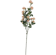 Dekorativer Rosenzweig mit Blüten und Blättern