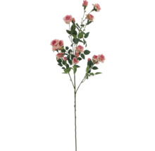 Dekorativer Rosenzweig mit Blüten und Blättern