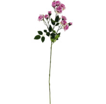 Dekorativer Rosenzweig mit Blüten und Blättern