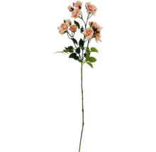 Dekorativer Rosenzweig mit Blättern und Blüten