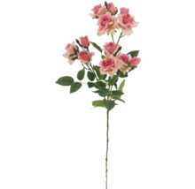 Dekorativer Rosenzweig mit Blättern und Blüten