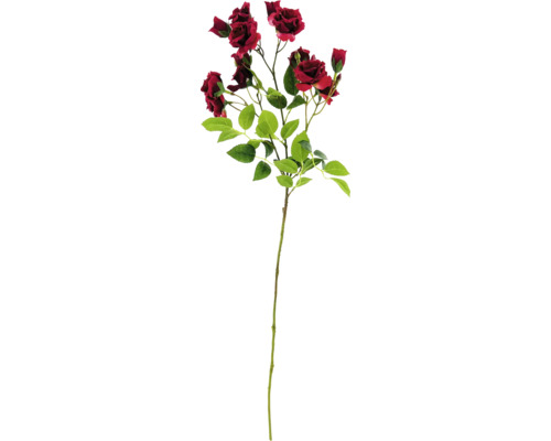 Dekorativer Rosenzweig mit Blättern und Blüten