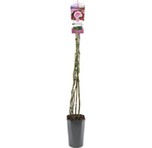 Rosier grimpant en pot
