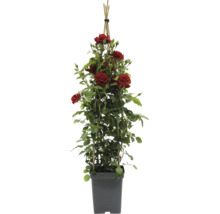 Rosier grimpant en pot avec support