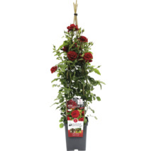 Rosier grimpant en pot avec support