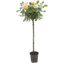 Plante ornementale de rosier jaune en pot