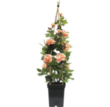 Rosier grimpant en pot avec support