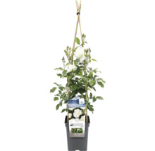 Rosier grimpant Iceberg en pot avec bâton de bambou